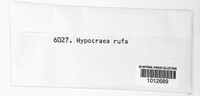Hypocrea rufa image
